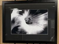 black and white photograph of center of flower