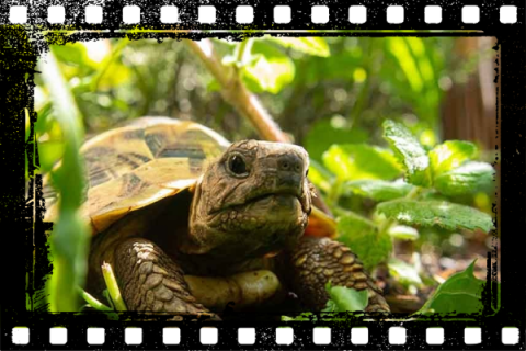 Turtle on film strip