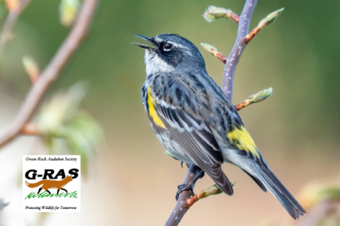 Blue bird on tree branch