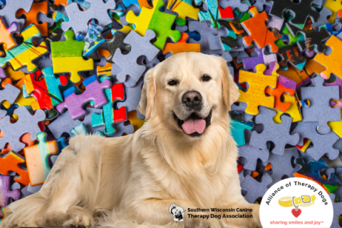 yellow labrador dog with multicolored puzzle pieces in background