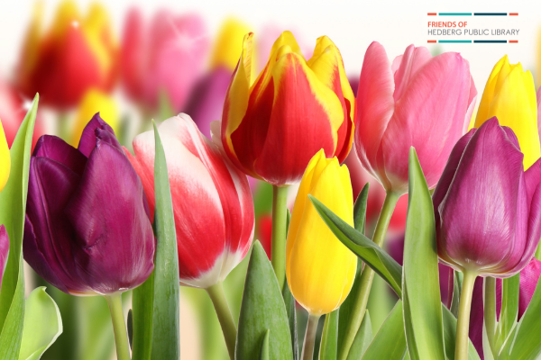 pink, purple, and yellow tulips